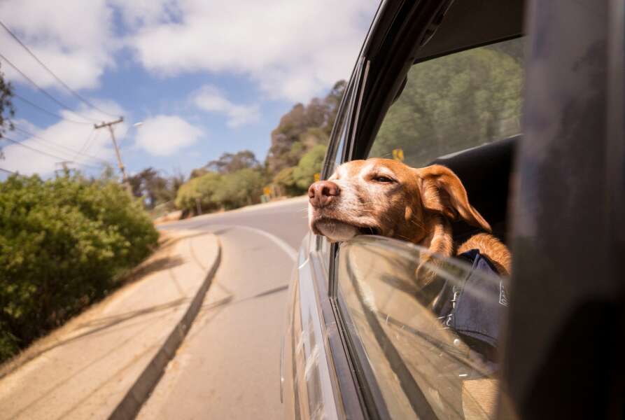 dog car