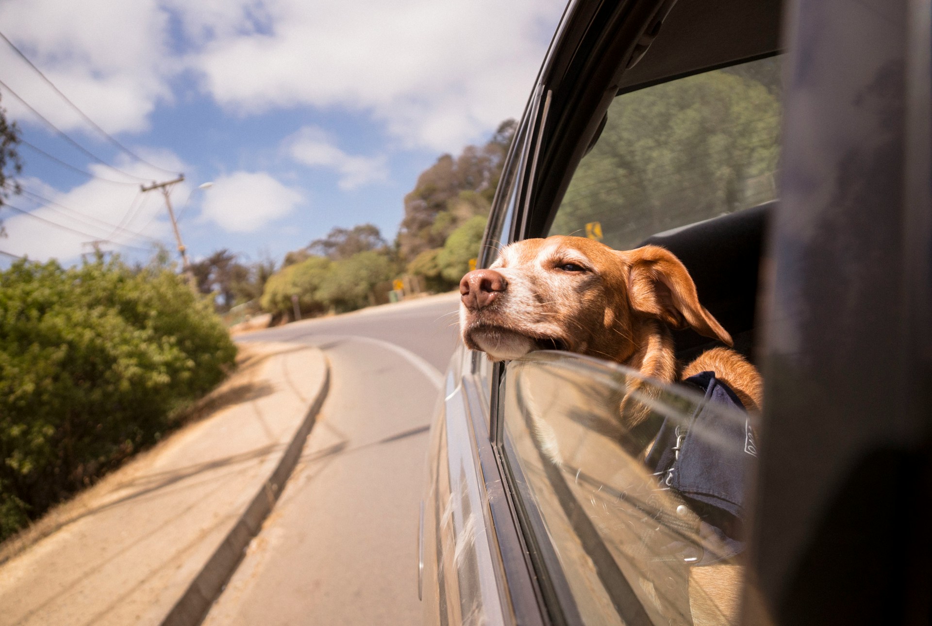 dog car