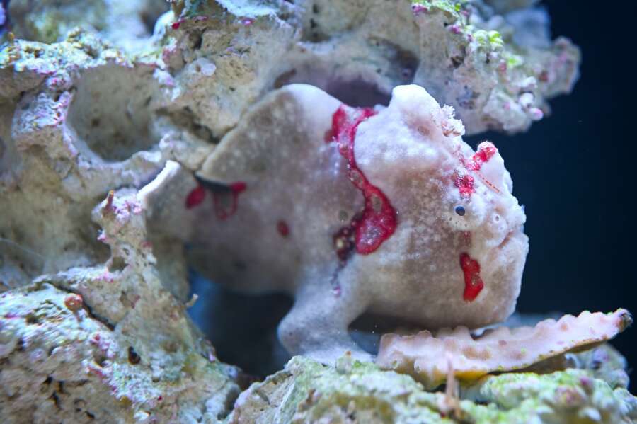 Aquarium Museum Universitaire de Liège