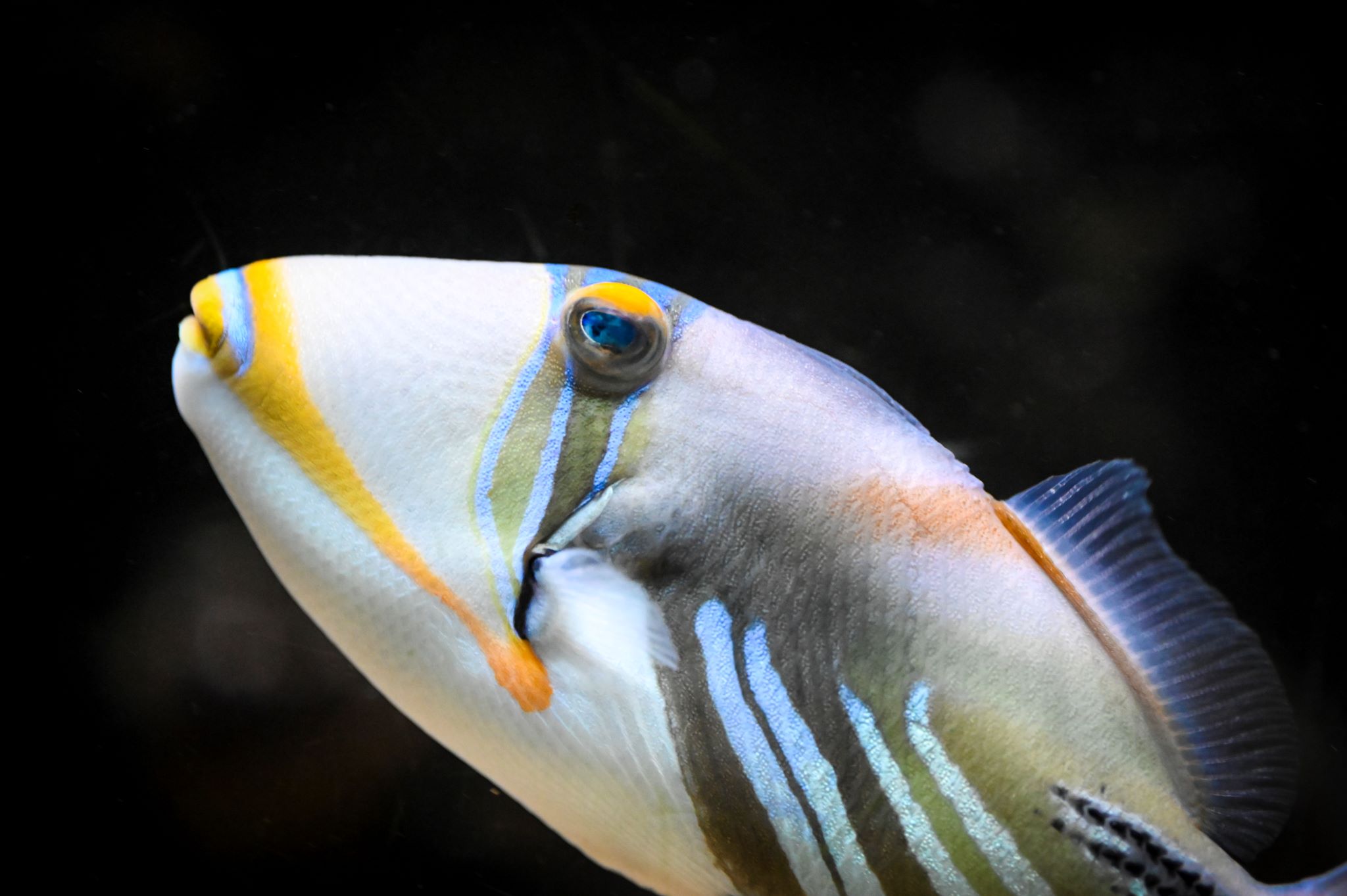 Aquarium Museum Universitaire de Liège