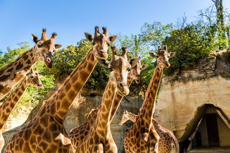 Girafes
