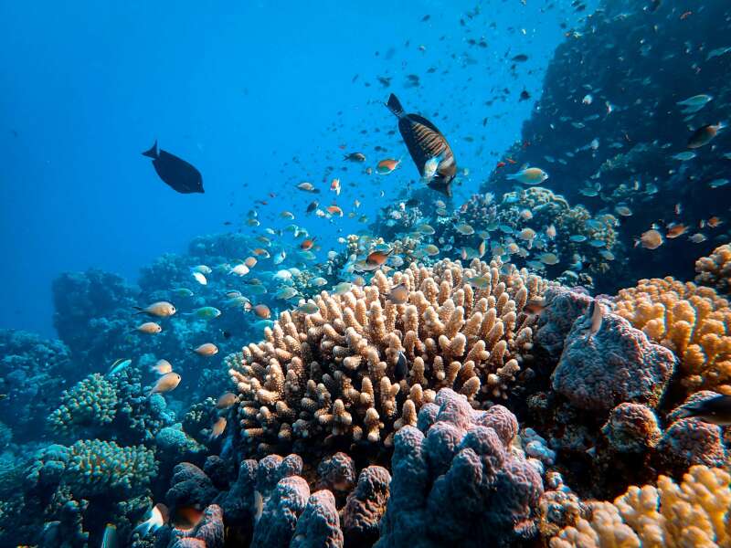 red sea