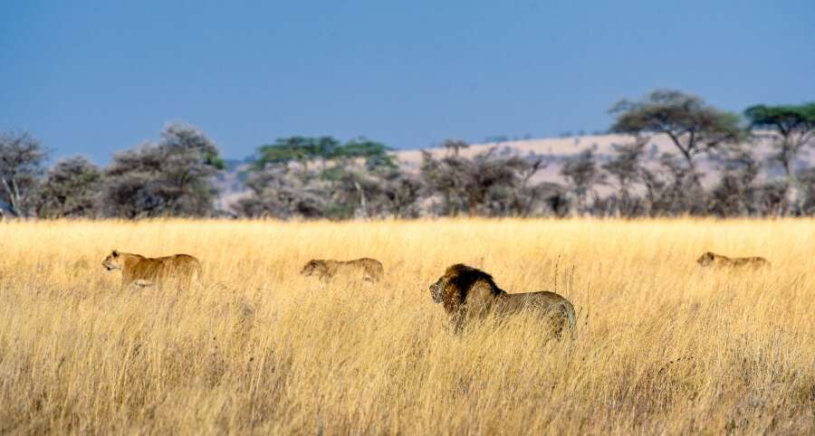serengeti