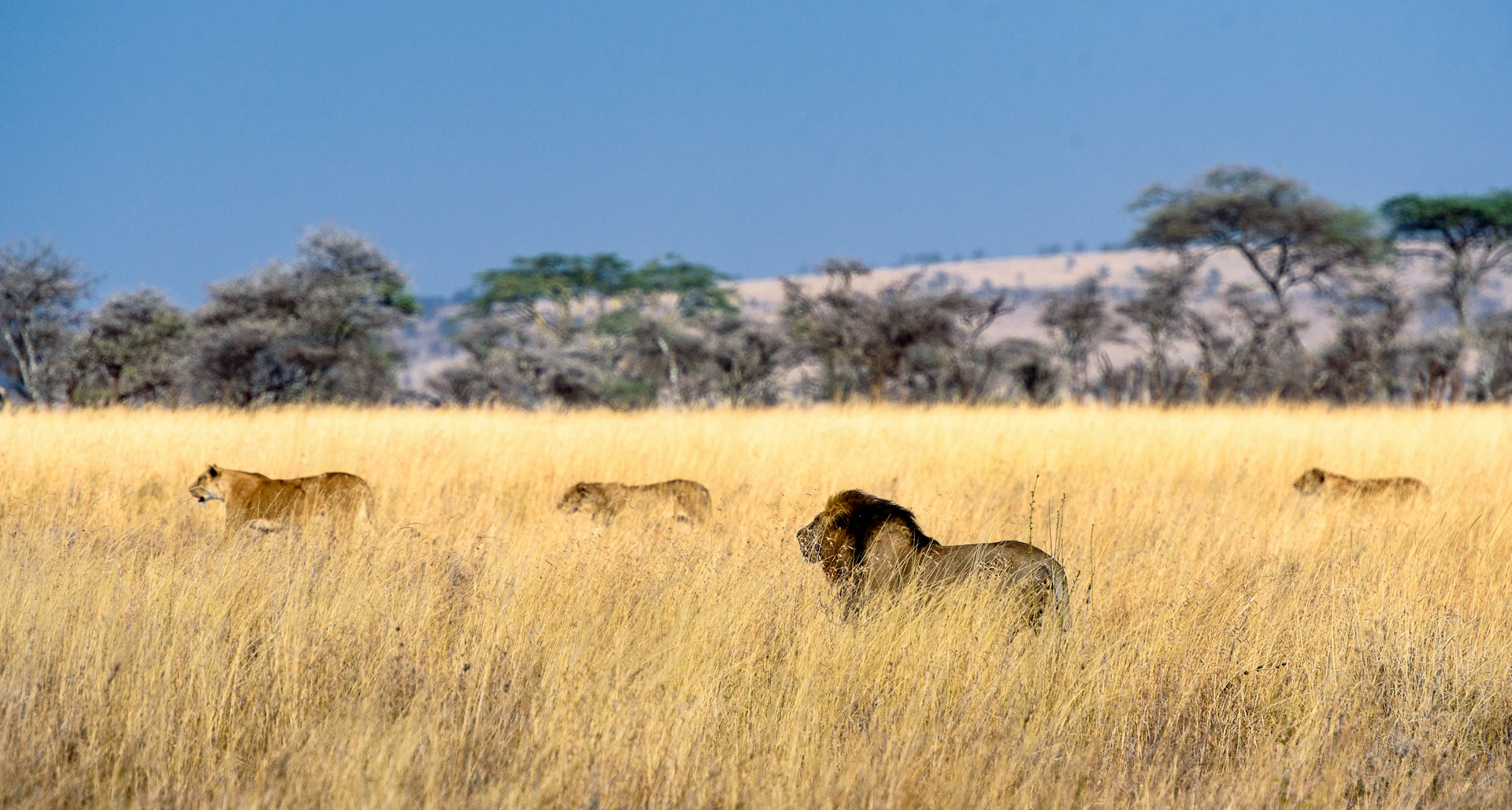 serengeti
