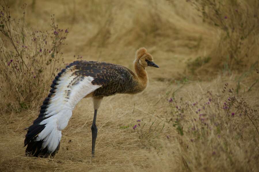 serengeti