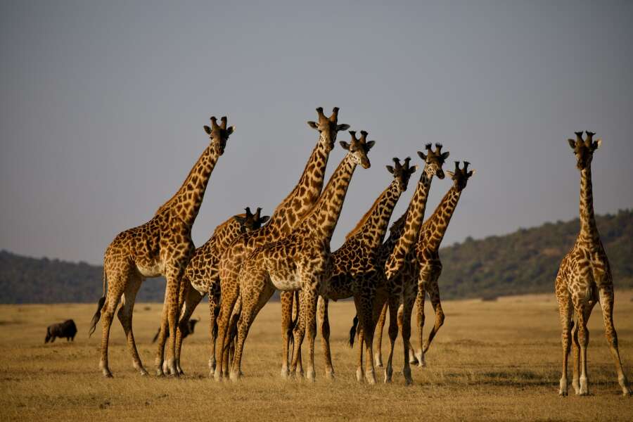 serengeti