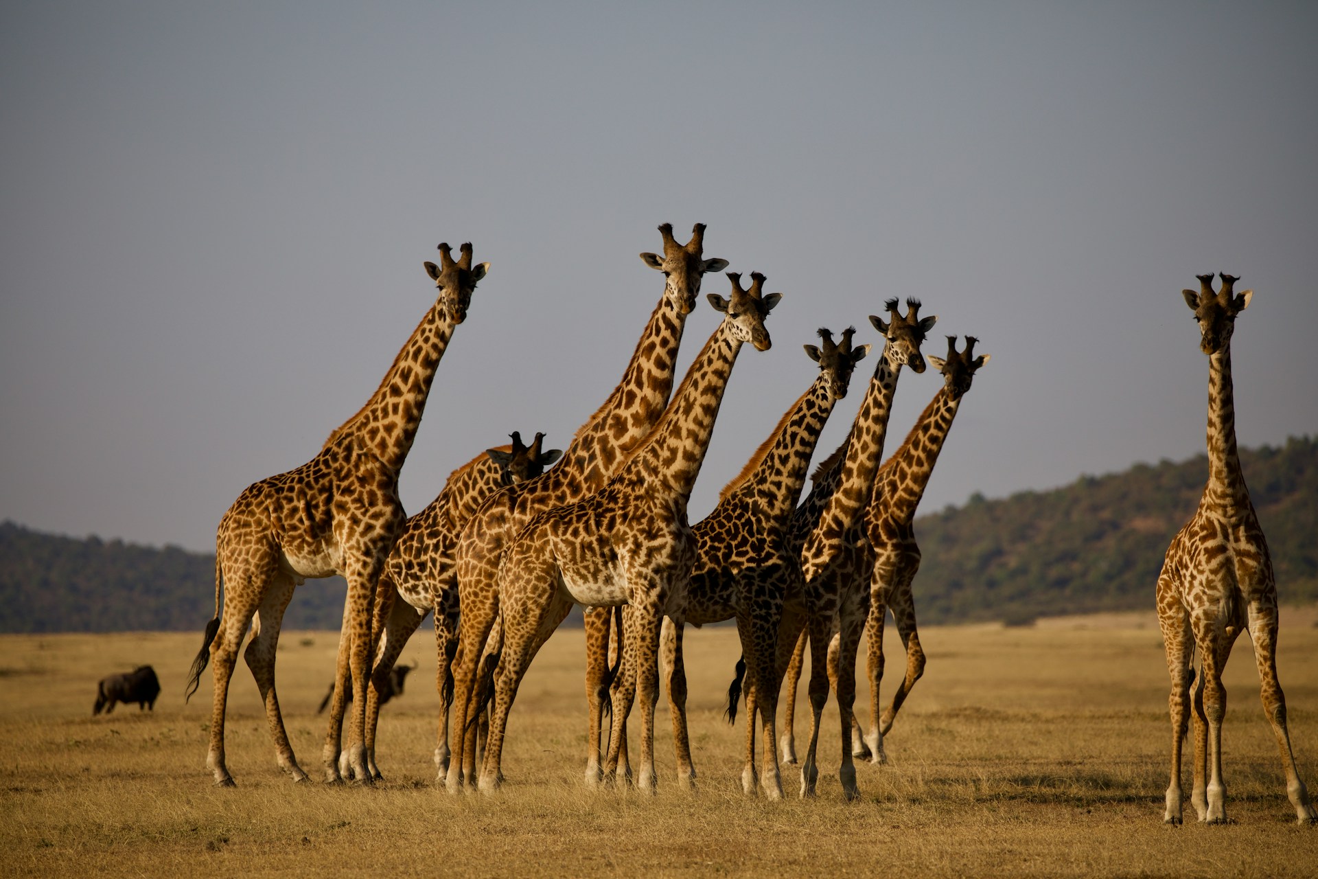 serengeti