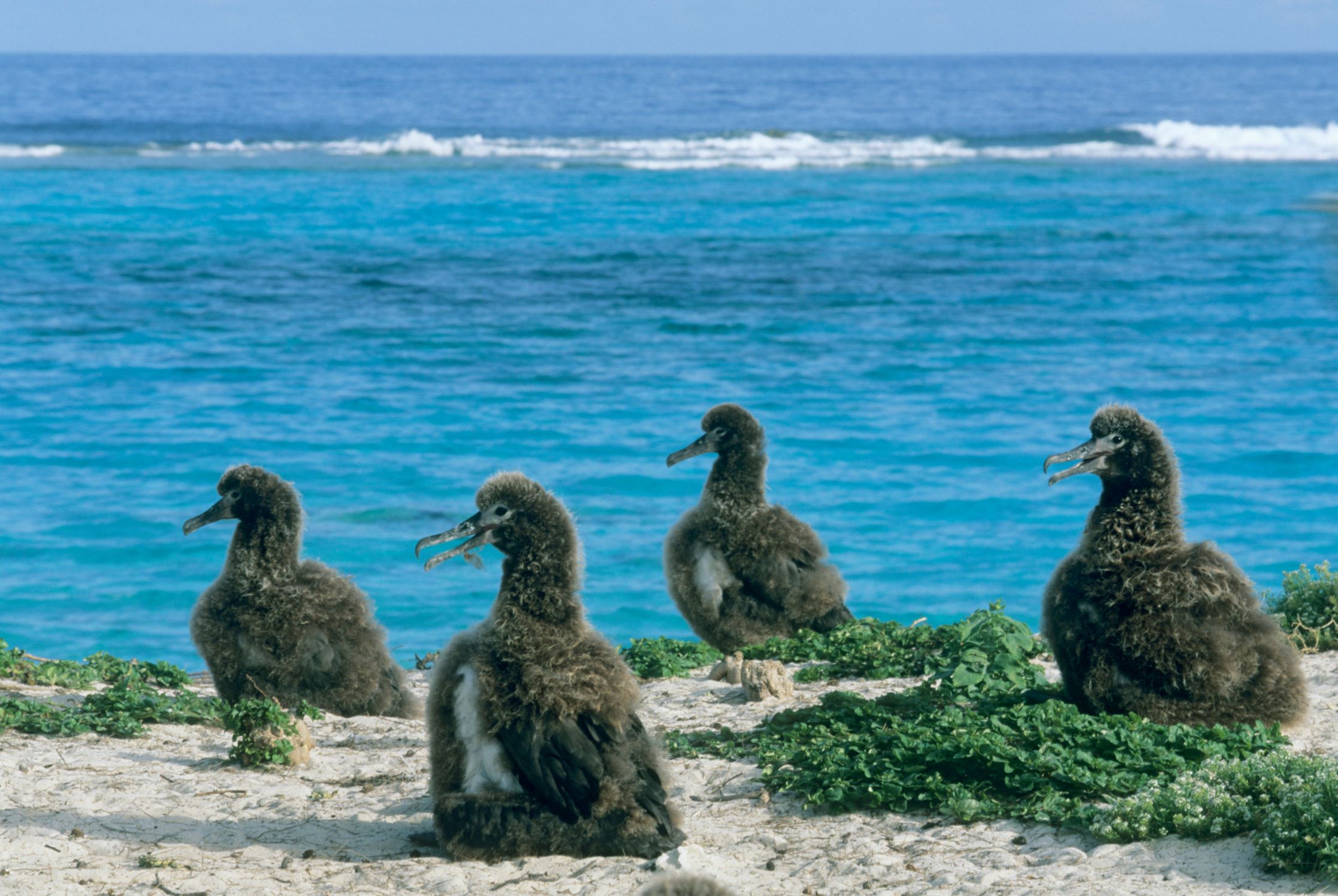 Midway: 5 ongelofelijke feiten over deze legendarische eilanden
