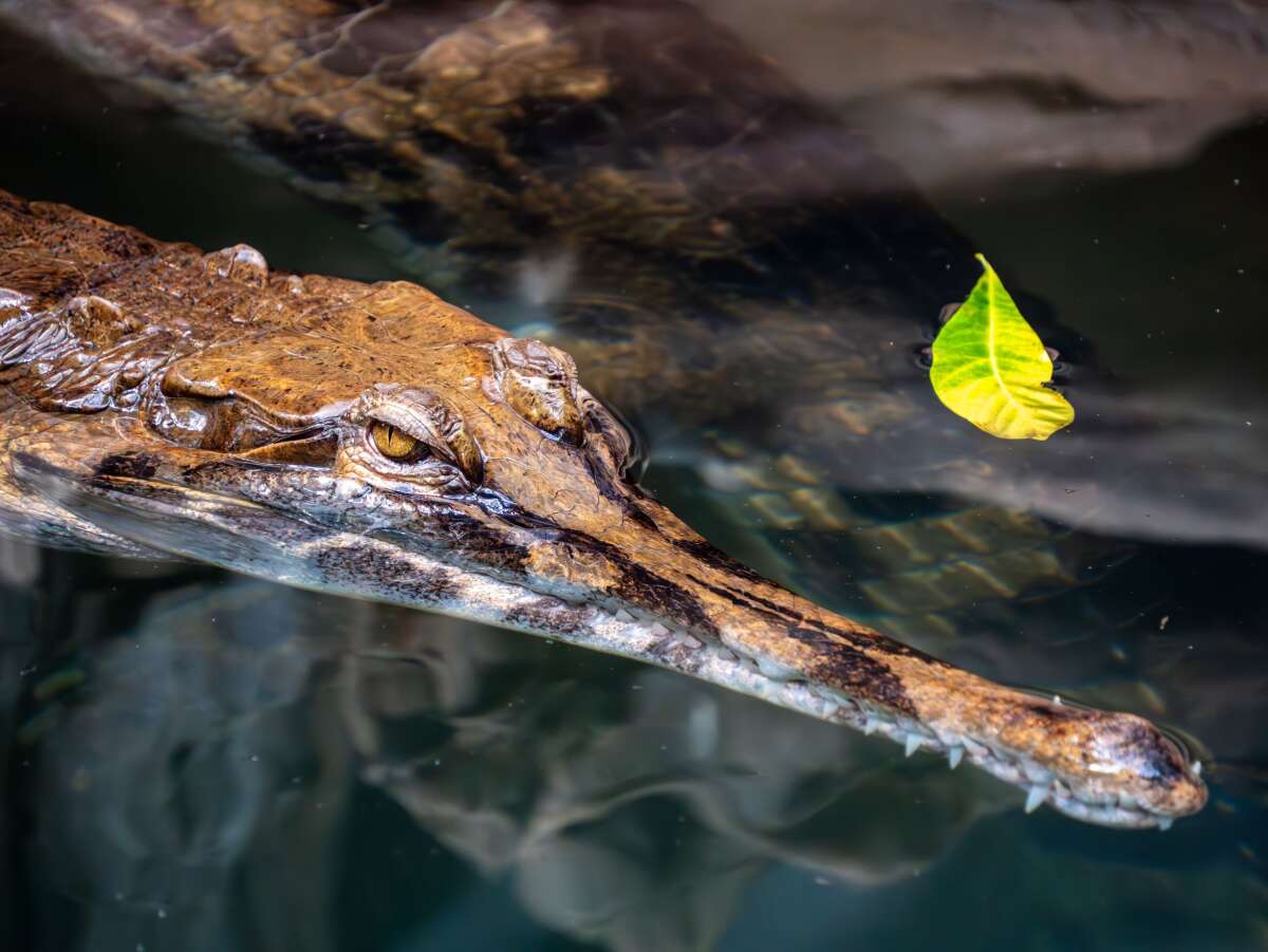 ferme aux crocodiles