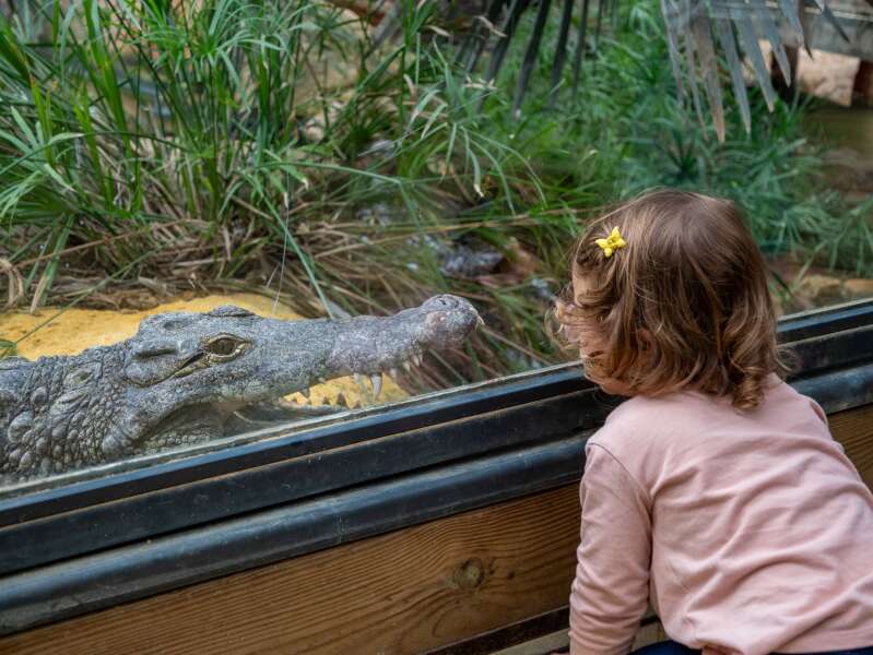ferme aux crocodiles