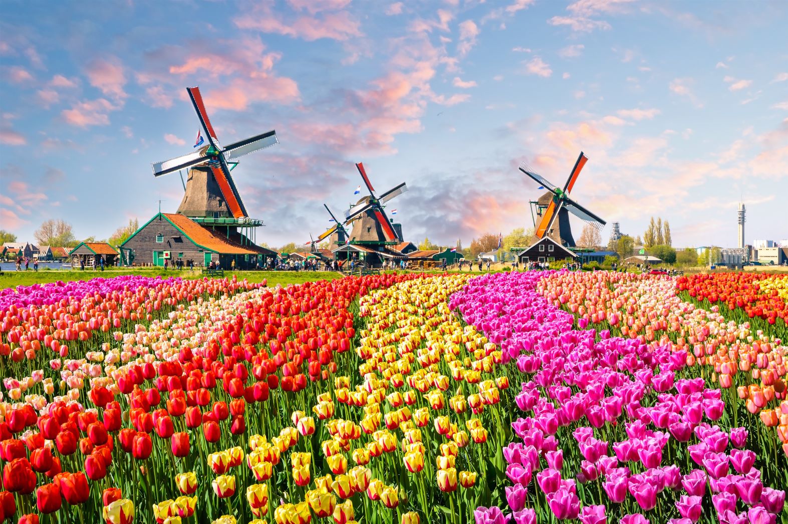 Een ervaring rijker: riviercruise door de Nederlandse ‘tulpenzee’