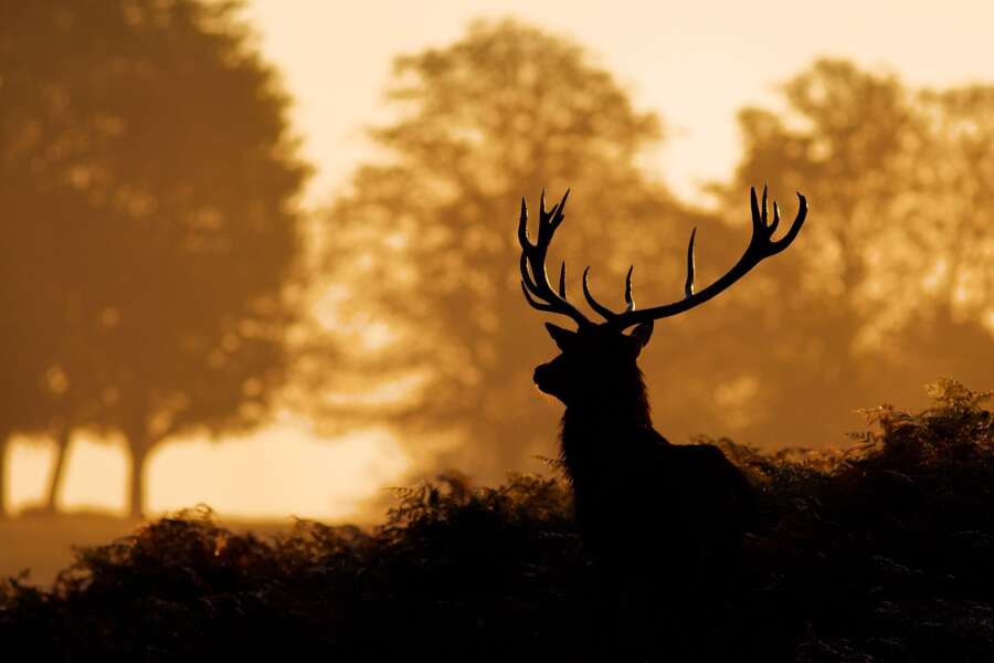 stag