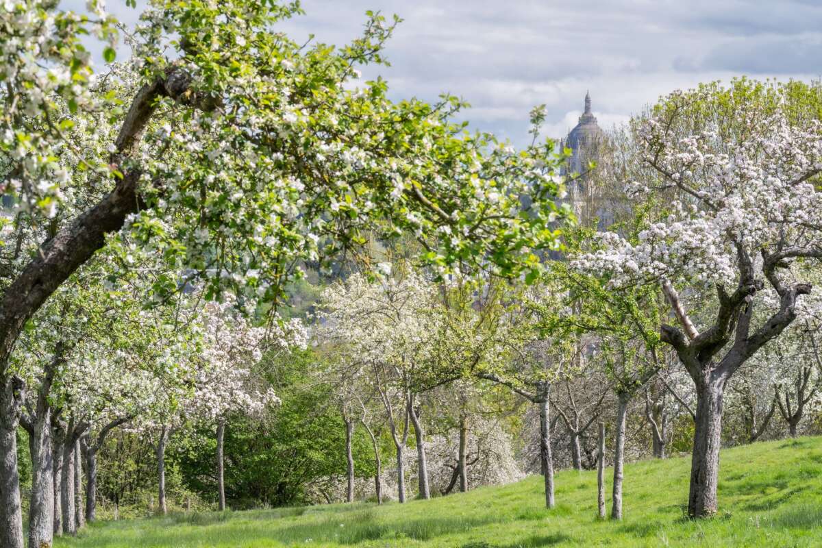 lisieux
