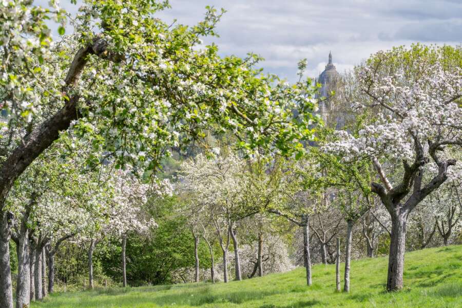 lisieux