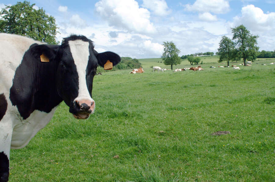 cow