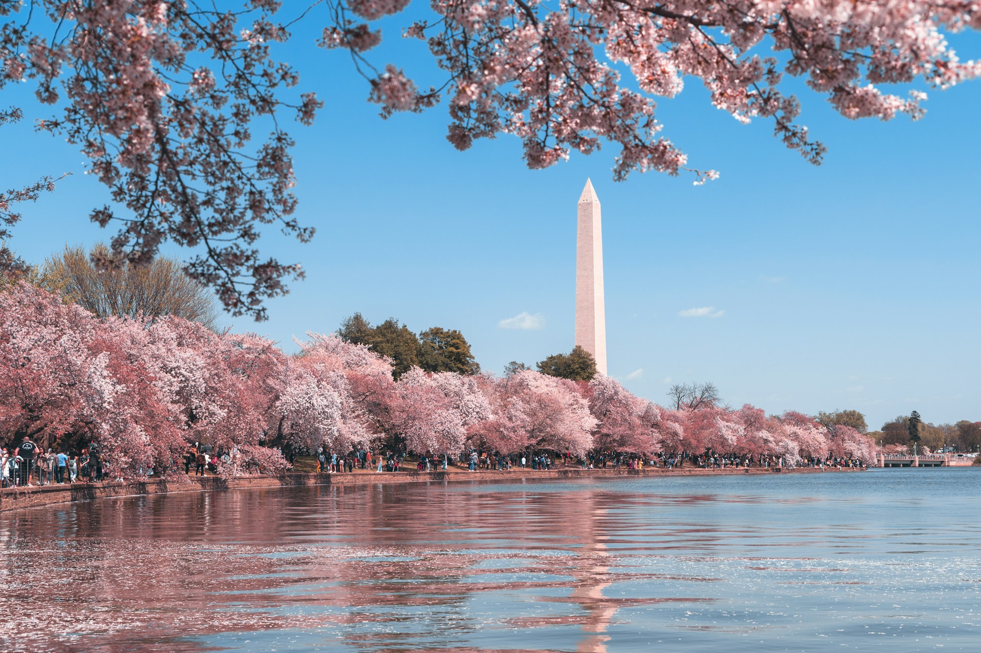 Toerisme in Japan: kersenbloesems zorgen voor records in april