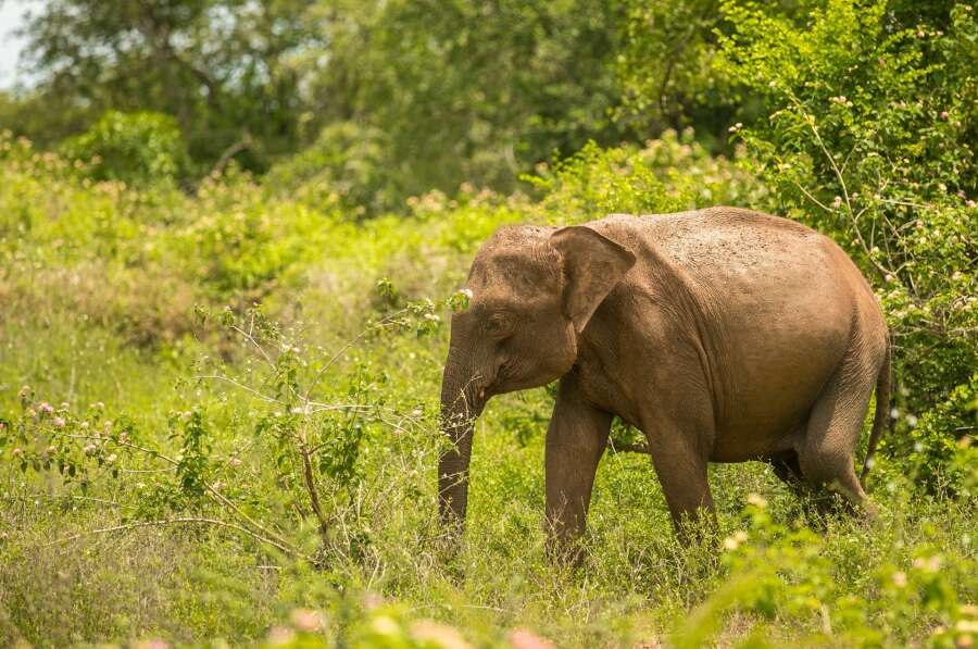 sri lanka