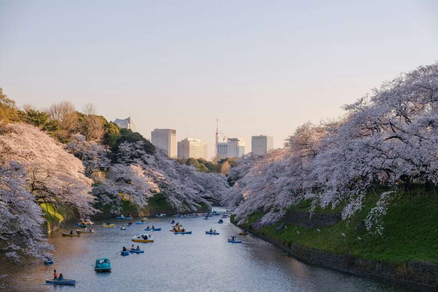 sakura