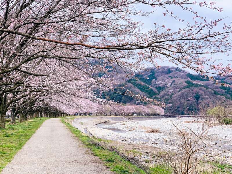 sakura