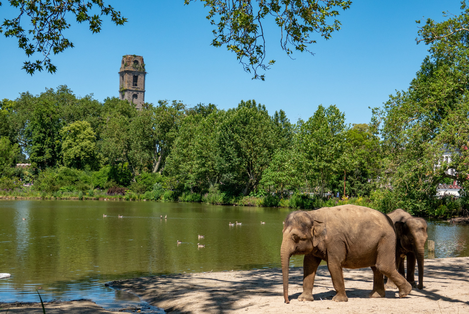 Pairi Daiza: het programma van de ‘Estivales’!