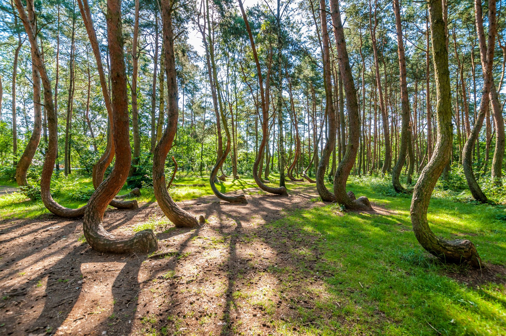 Het Kromme Bos: het vreemdste bos van Polen laat nog altijd raadsels achter