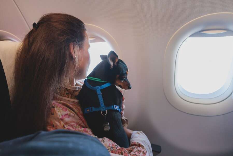 dog plane