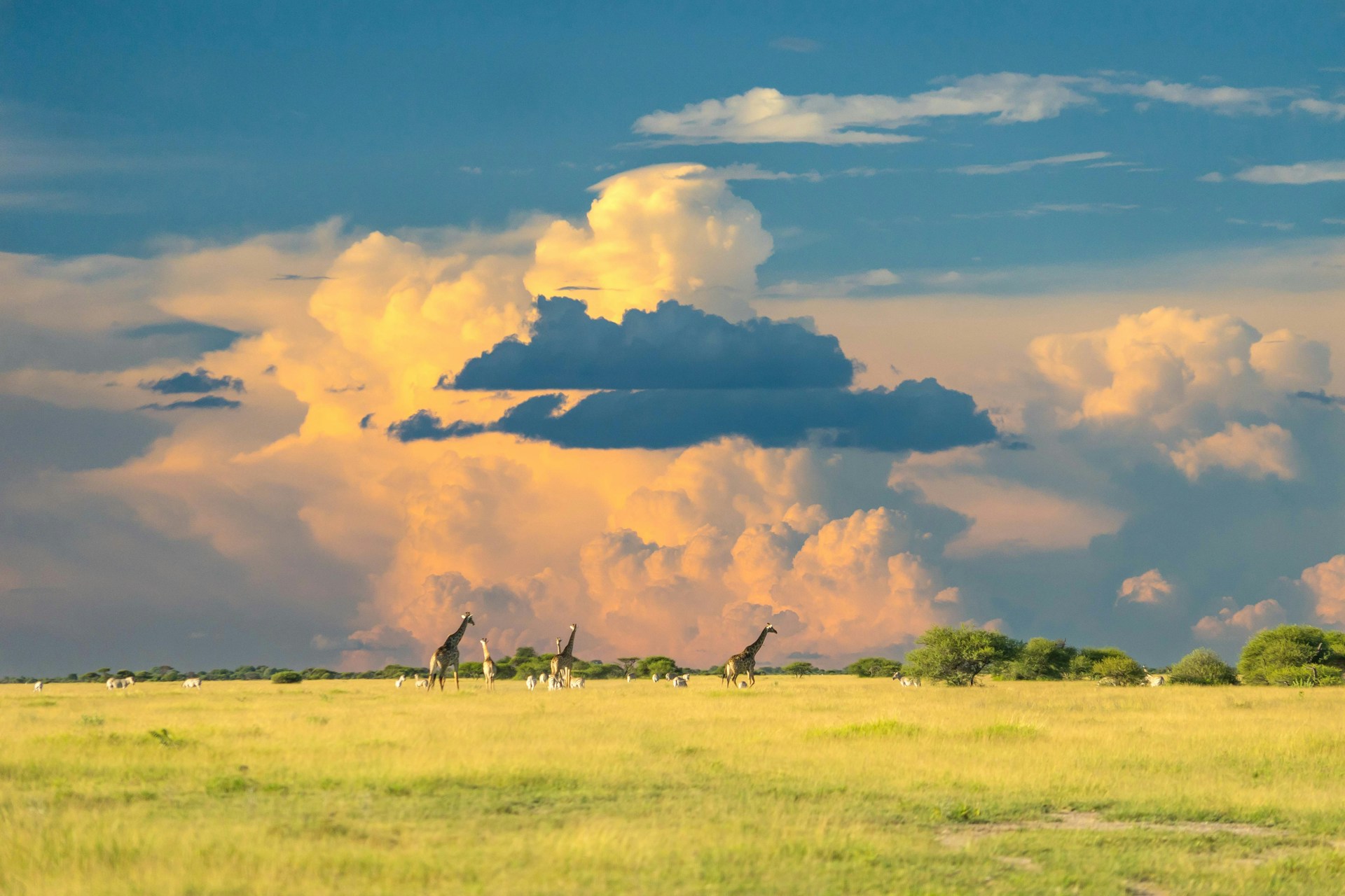 safari