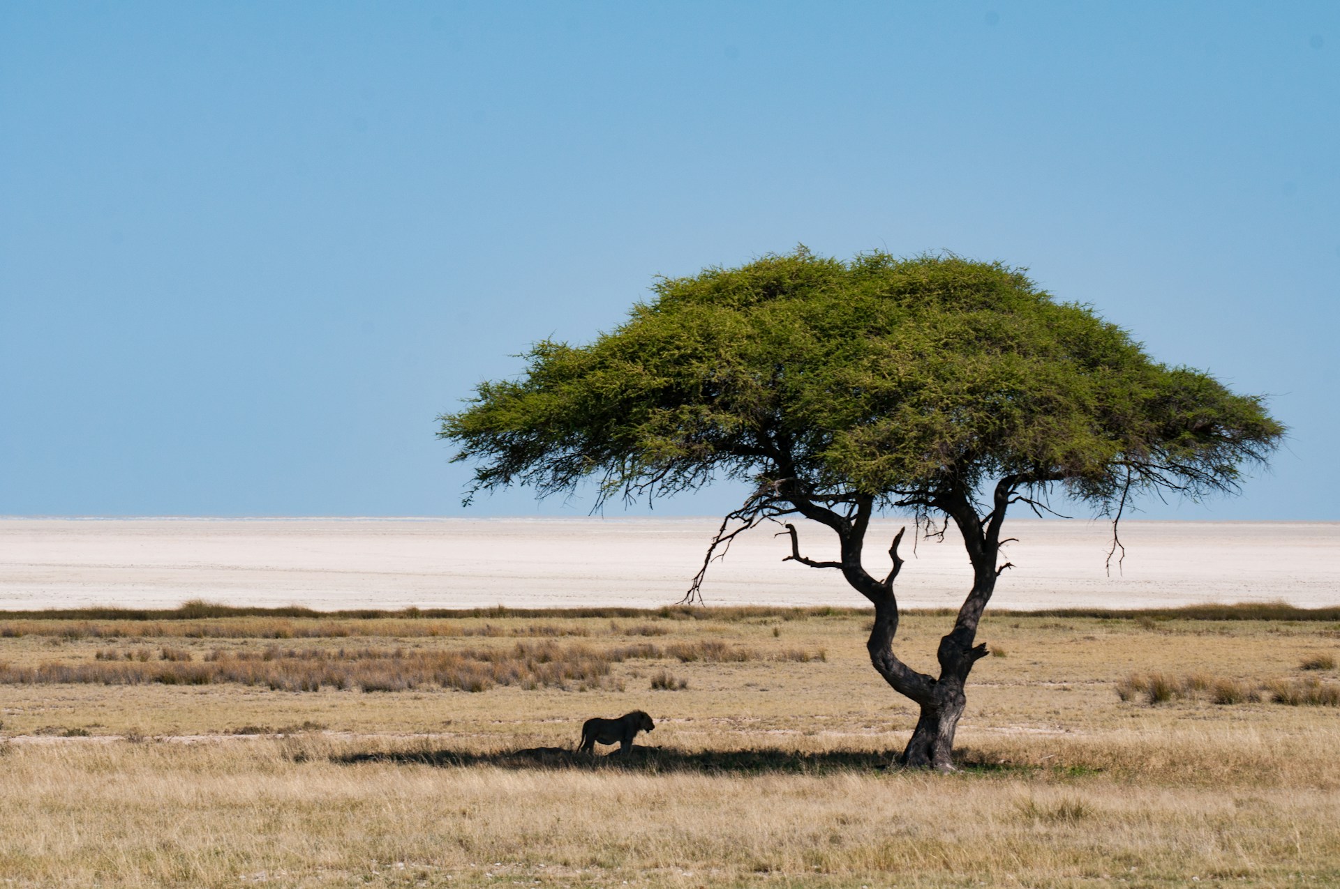 safari