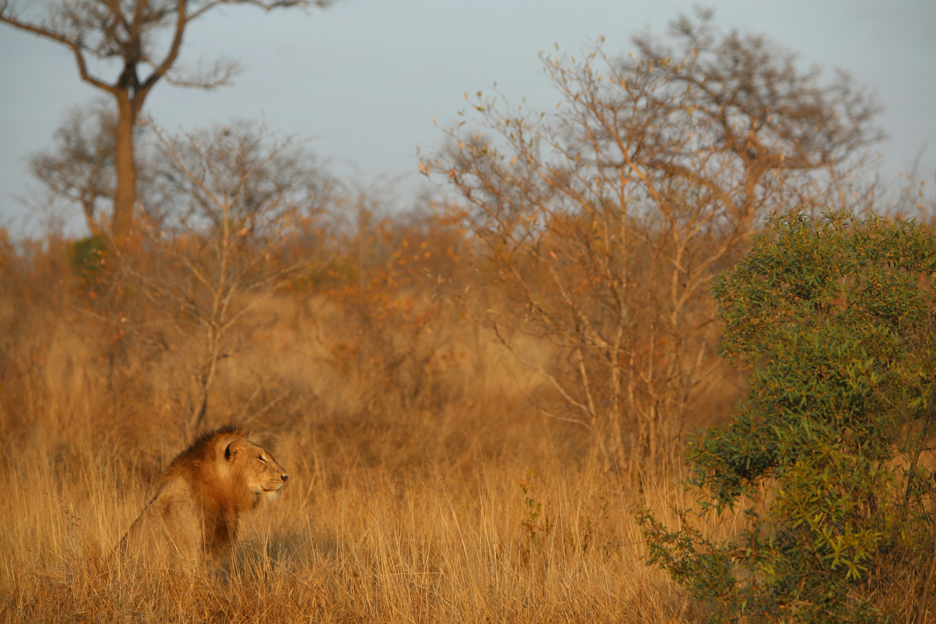 safari