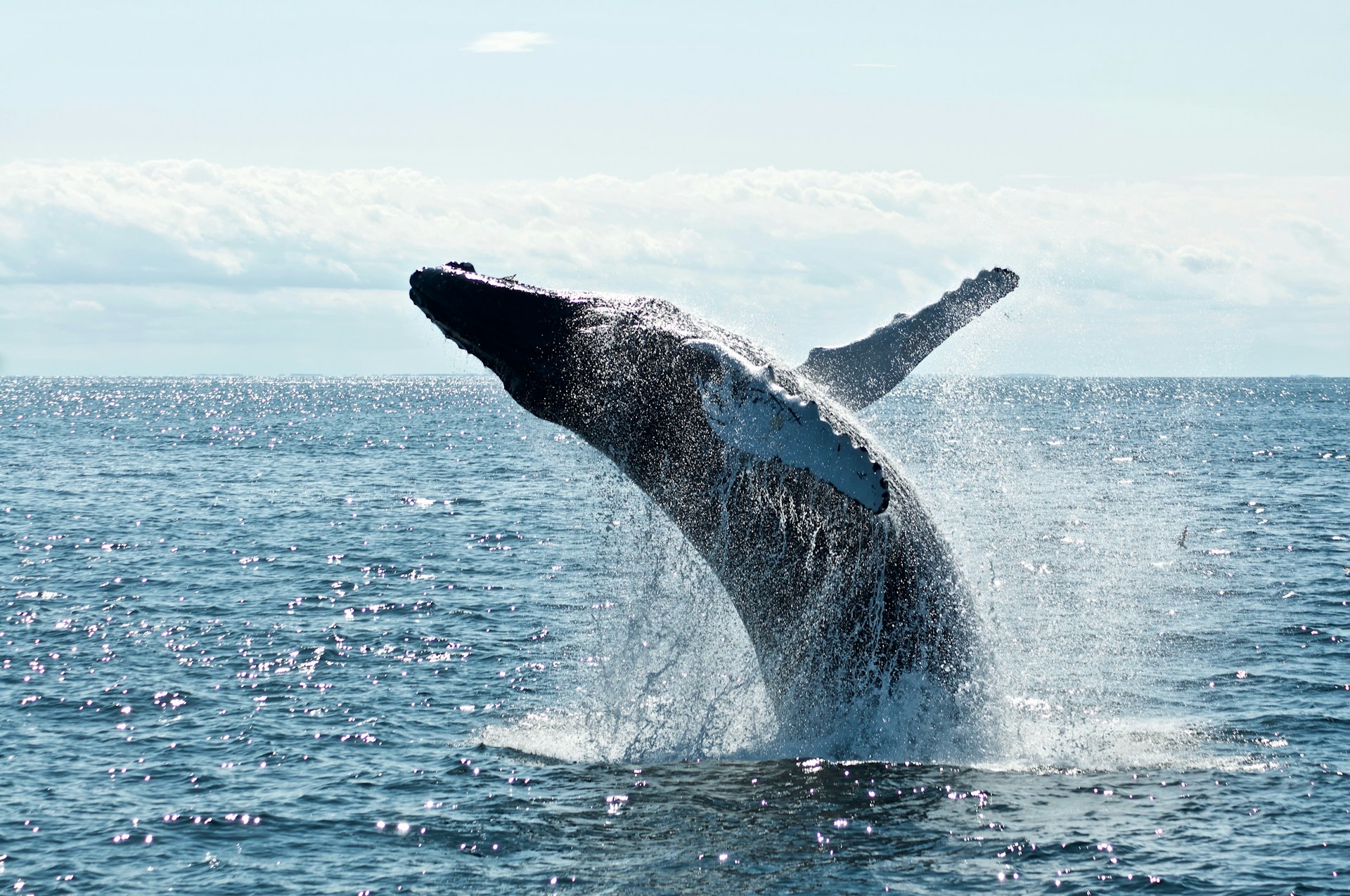 Brésil : les Baleines font le show le long des côtes !