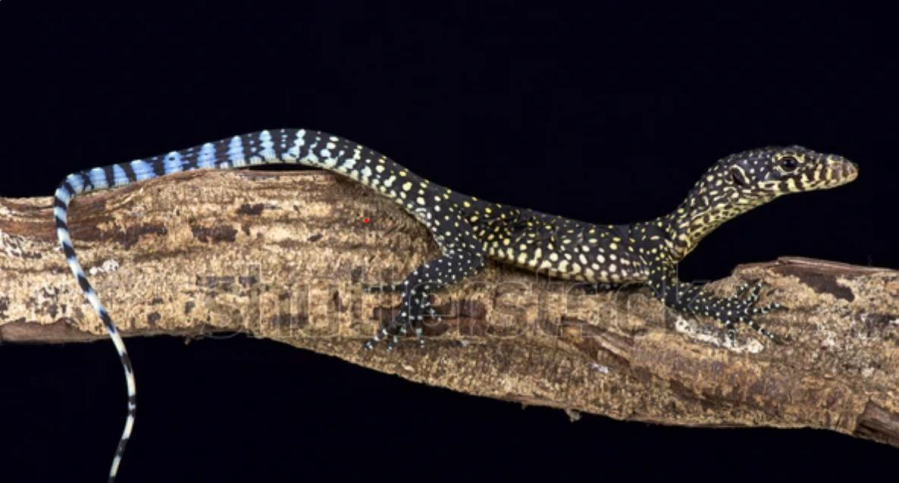 ferme aux crocodiles