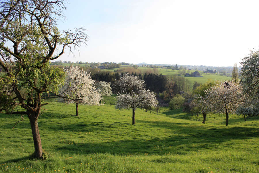 Pays de Herve - verger