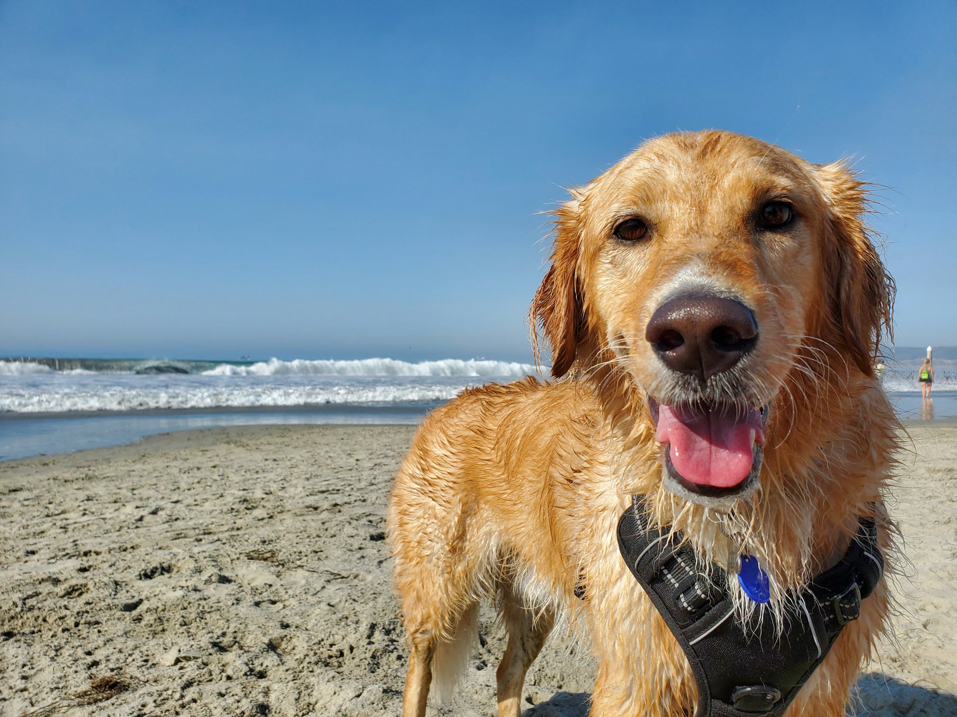 Votre chien est-il le bienvenu sur la plage ?