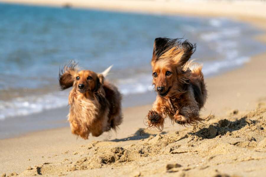 dogs beach