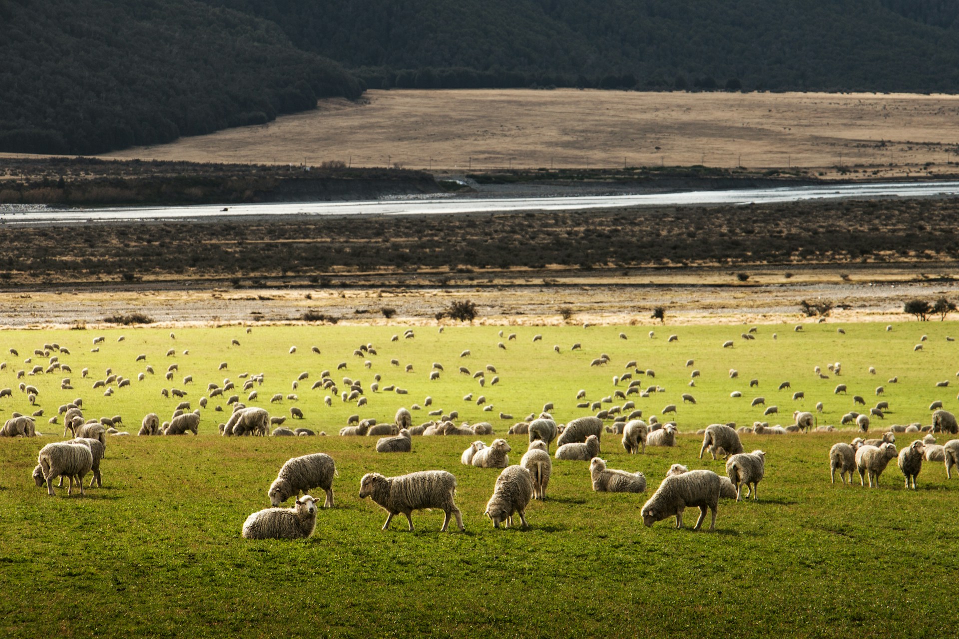 new-zealand