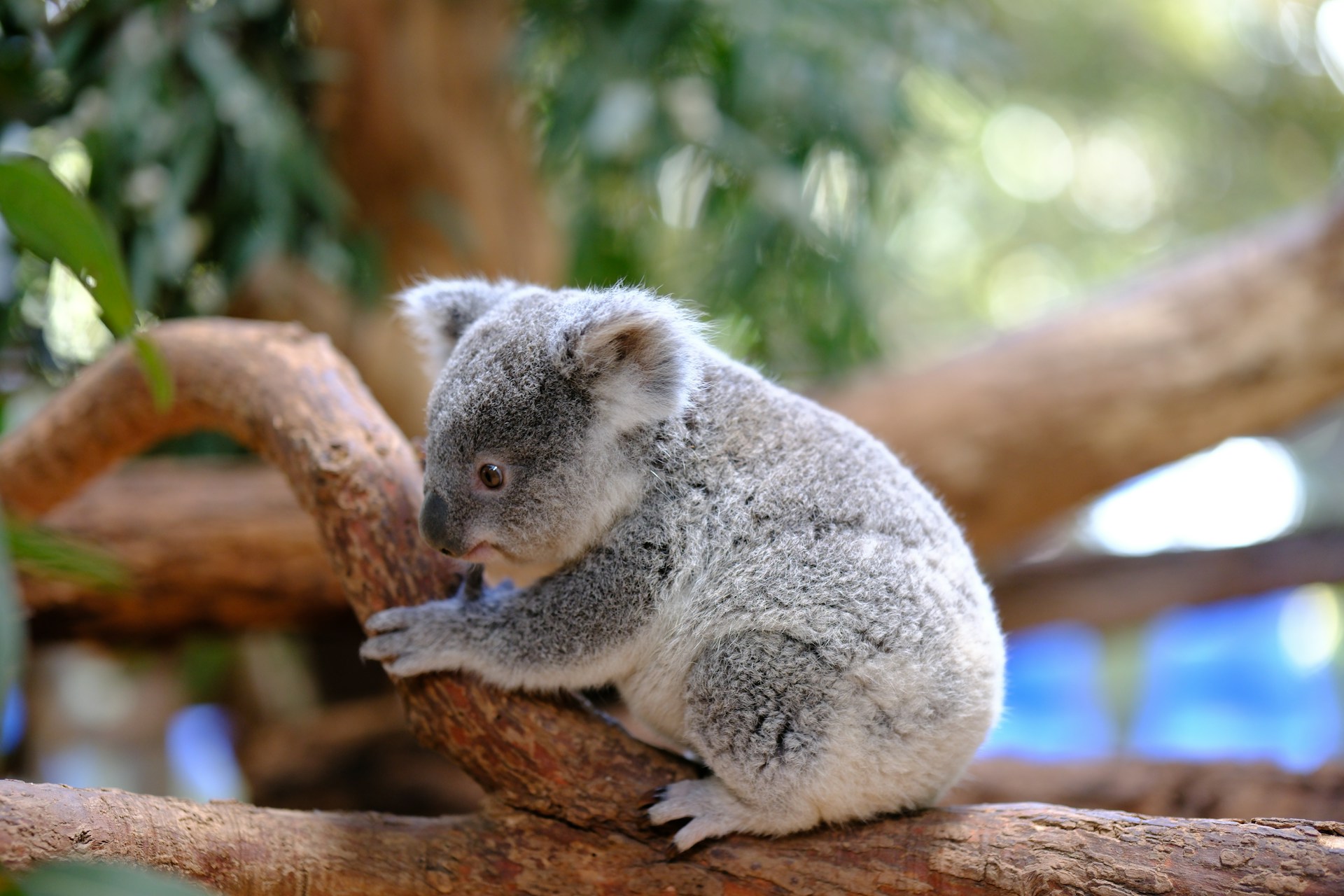 Australië: koala’s redden voor het te laat is