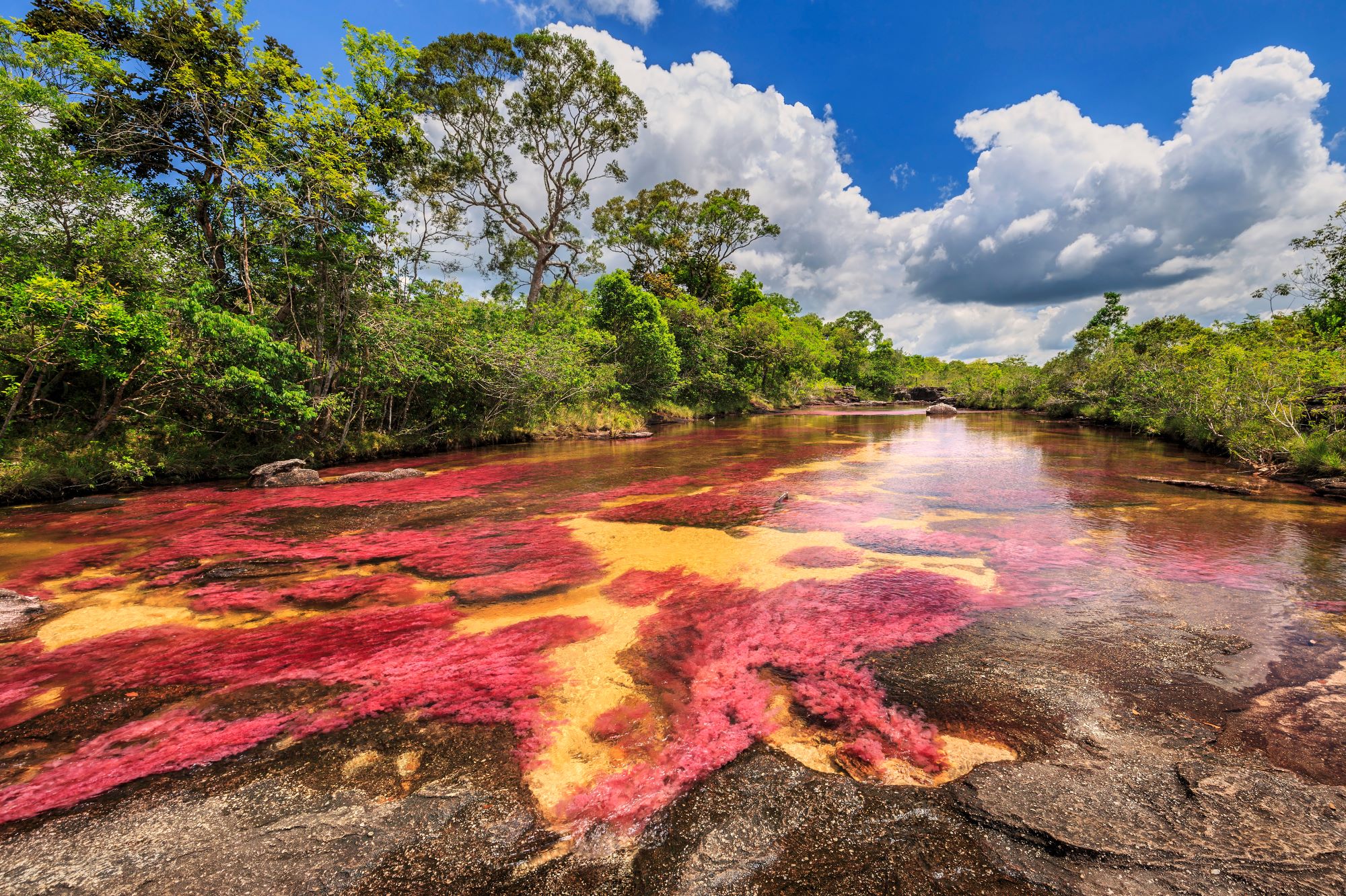 Caño Cristales: de onwaarschijnlijke regenboogrivier die schittert op Instagram