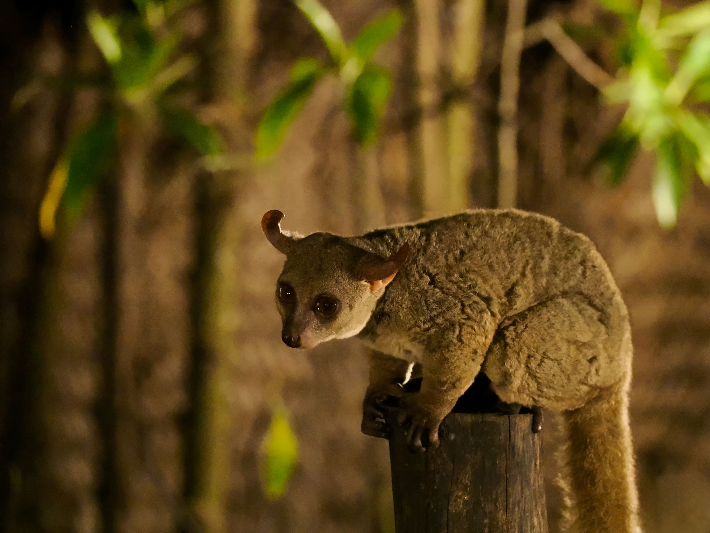 udzungwa