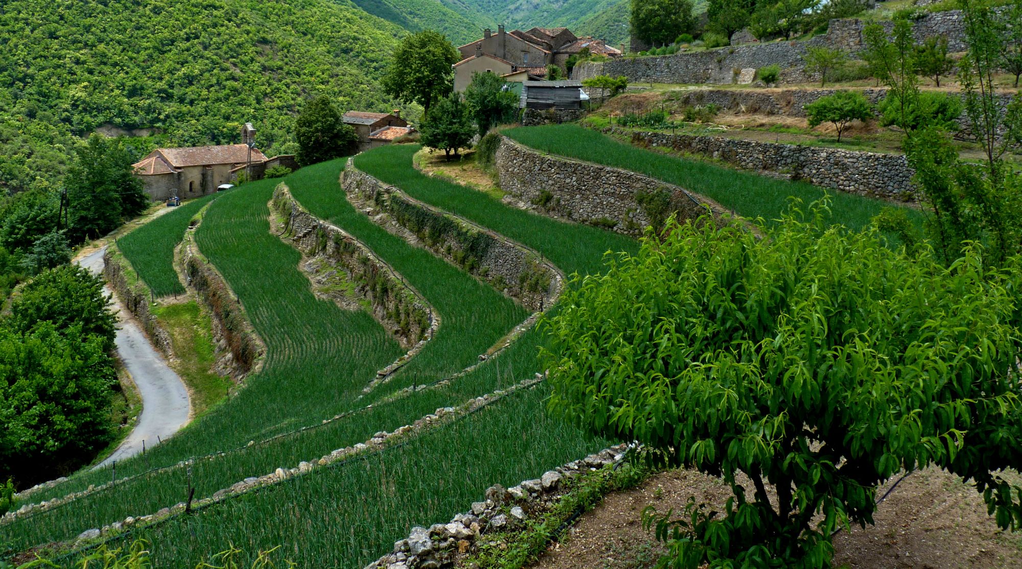 Un week-end dans les Cévennes (3/4) : sur les traces de l’oignon doux