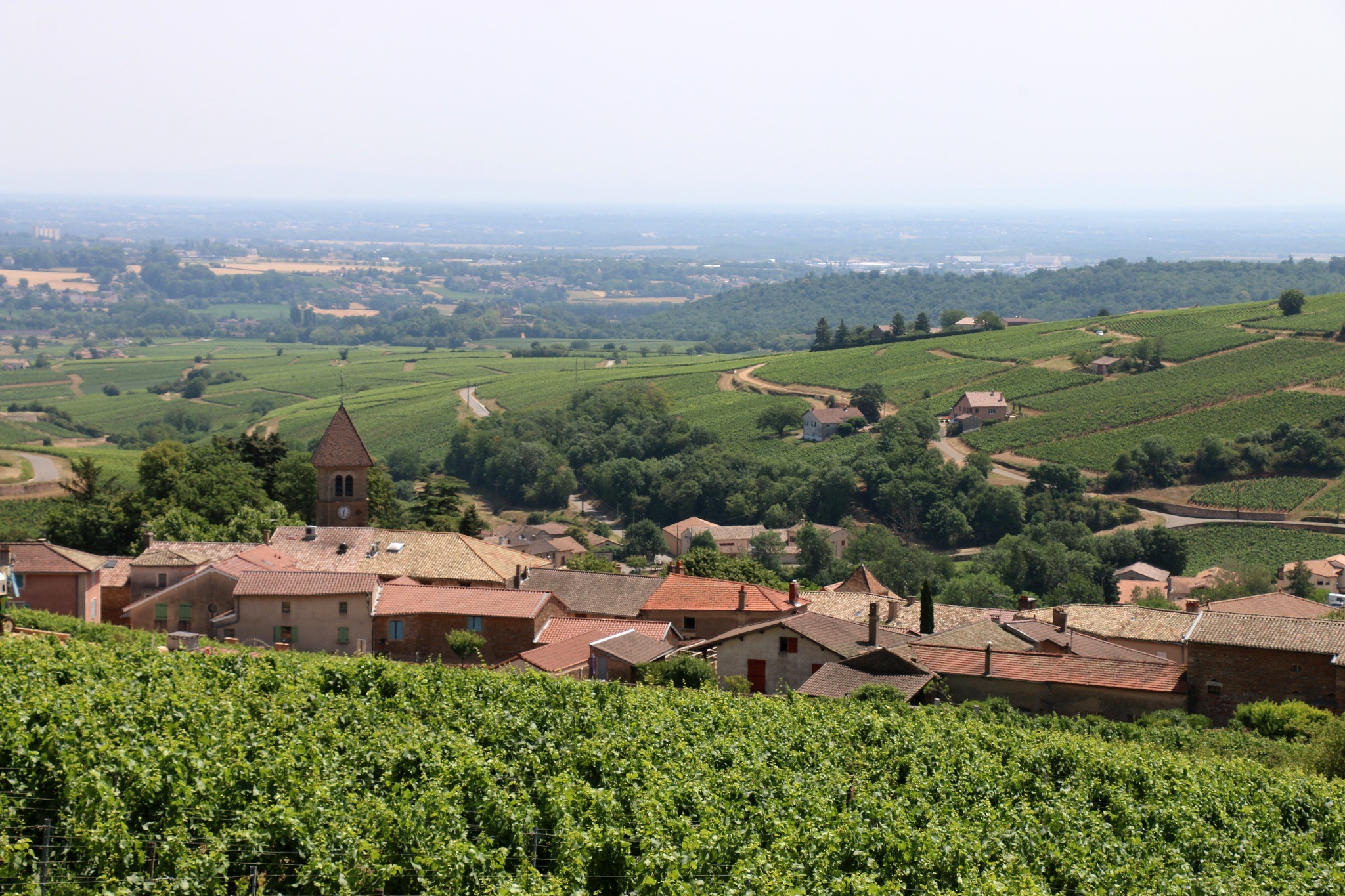 beaujolais