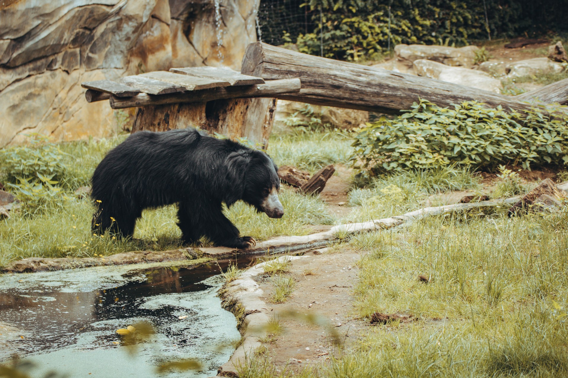 bear