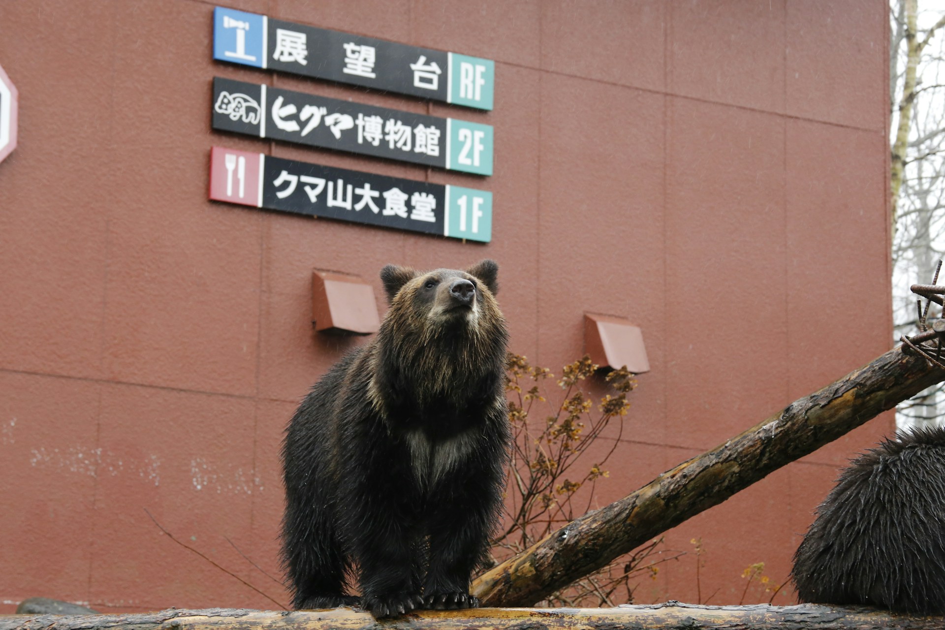 Japon : attaque d’ours sur un touriste espagnol… qui s’en sort miraculeusement !