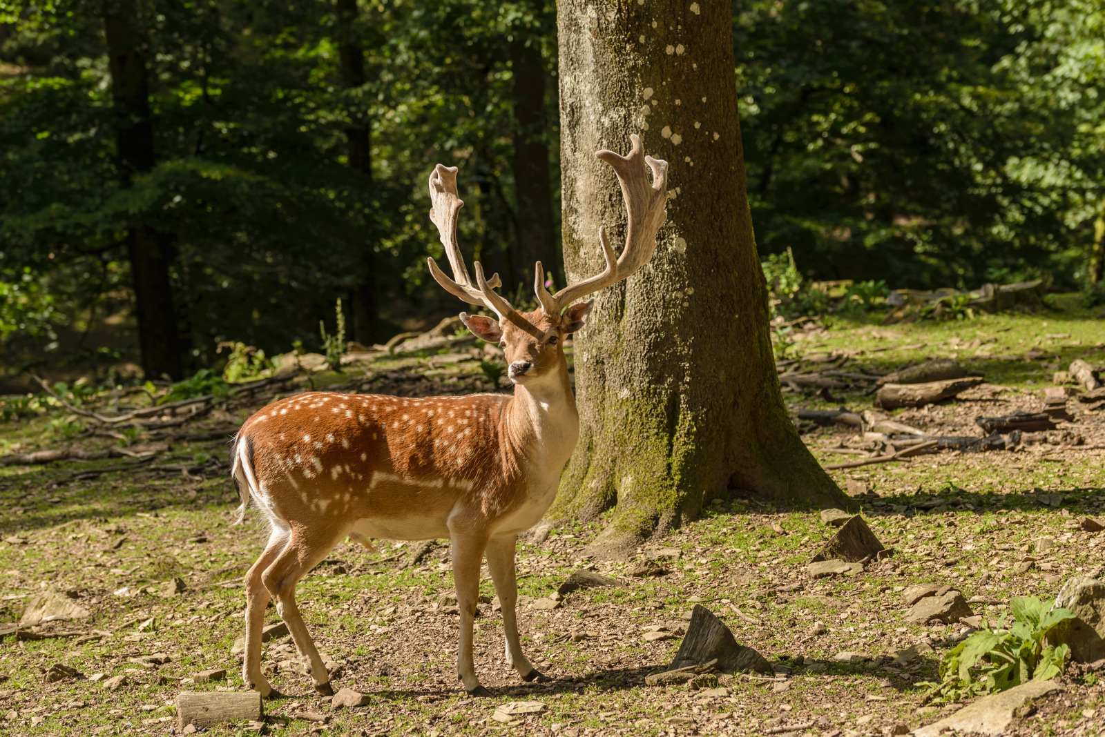 Parc a Gibier de Saint-Hubert