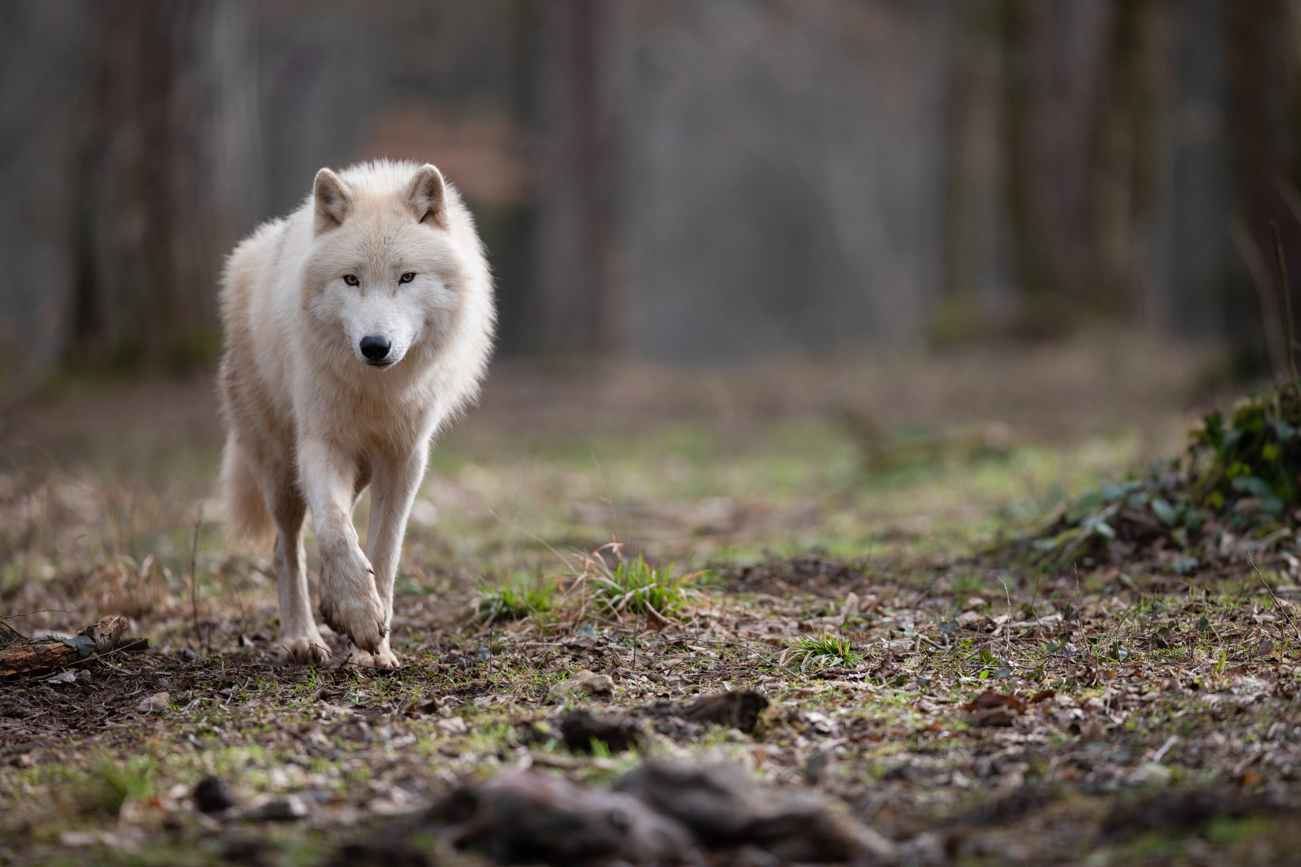 Beleef van 26/12 tot 30/12 de Kerstmagie in de natuur, op het Domein van de Grotten van Han