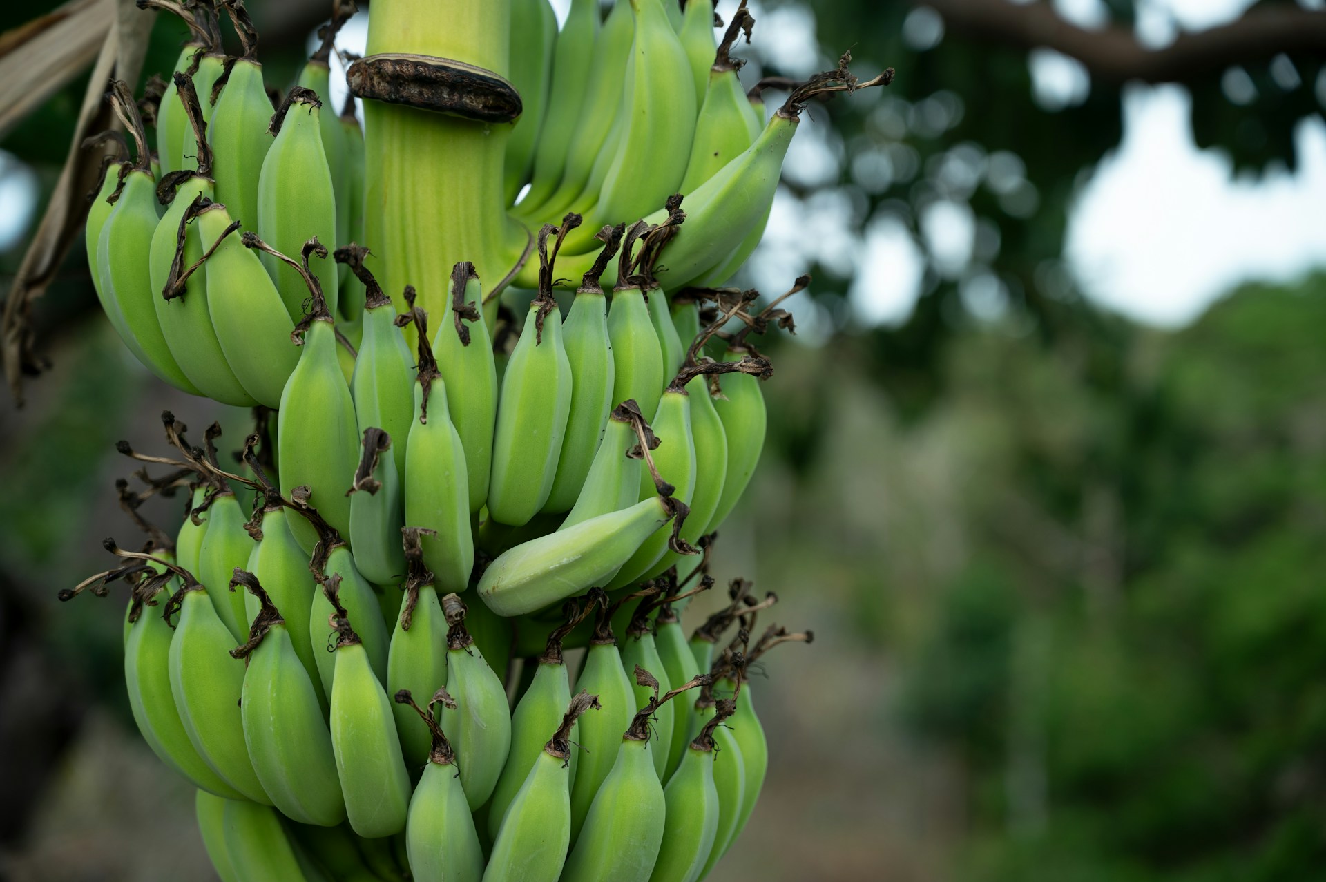 banana thailand