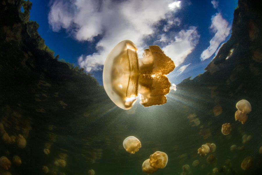 Jellyfish in Jellyfish Lake