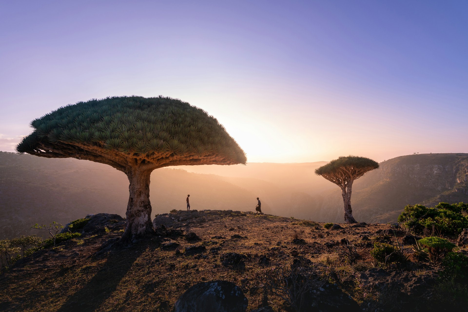Socotra (Jemen), waar bomen de verbeelding tarten