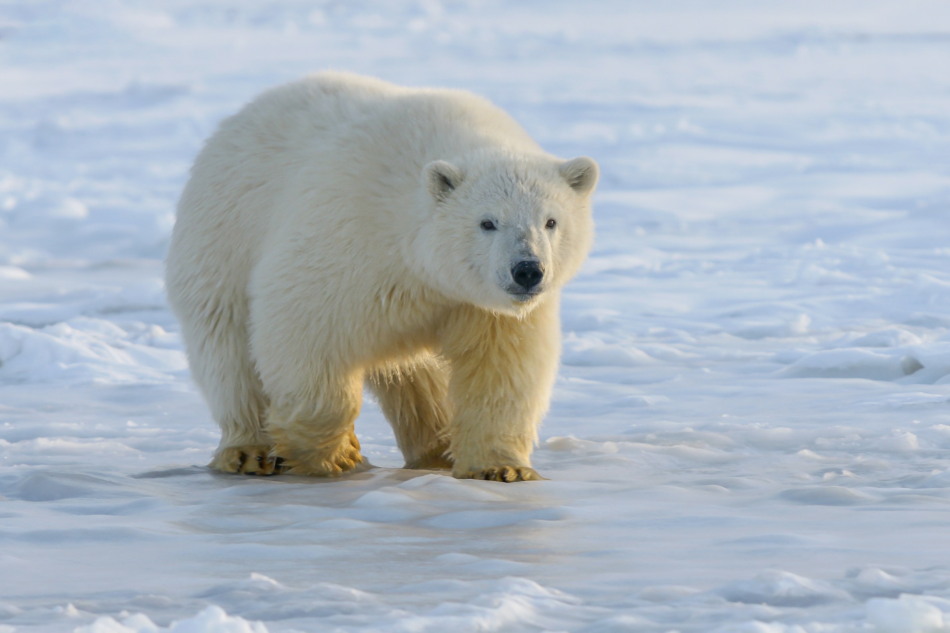 polar bear