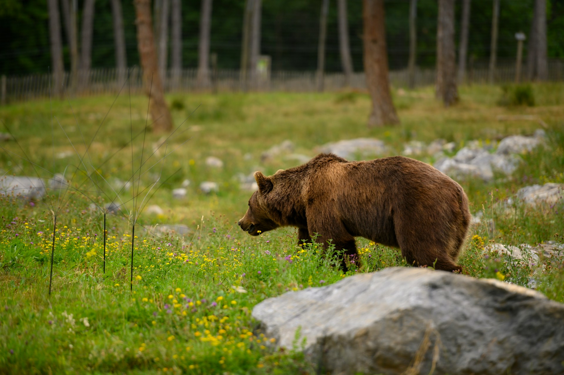 bear