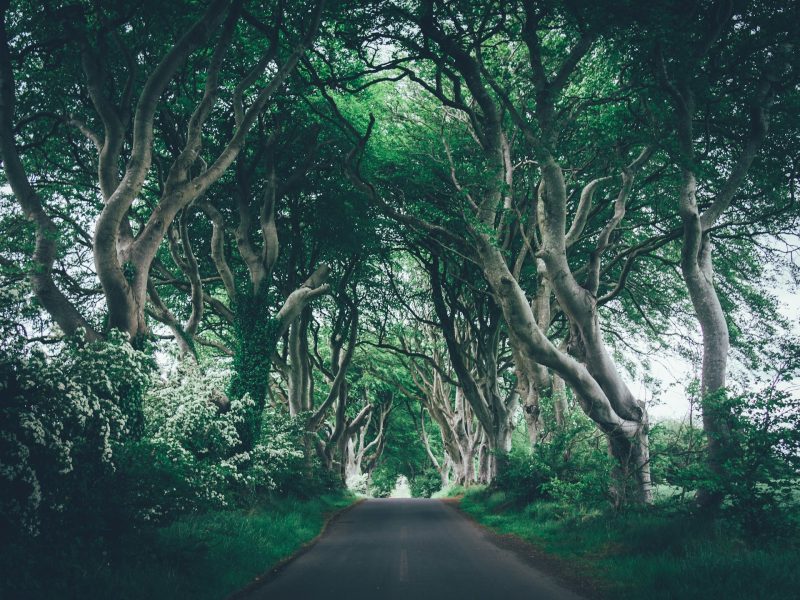 dark hedges